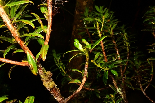 Podocarpus oleifolius - Rama con receptáculos de semilla en desarrollo