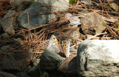 Hipparchia cypriensis