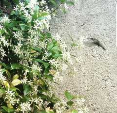 Cynanthus latirostris