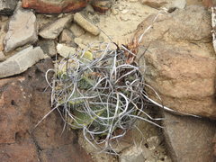 Astrophytum capricorne