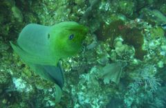 Gymnothorax funebris