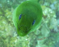 Gymnothorax funebris