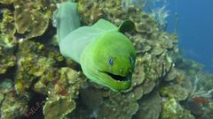 Gymnothorax funebris