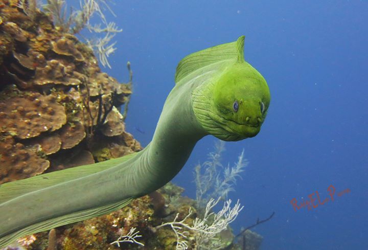 Morenas Familia Muraenidae Inaturalist Ecuador