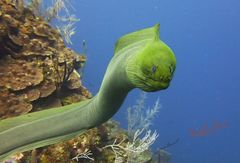 Gymnothorax funebris
