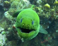 Gymnothorax funebris