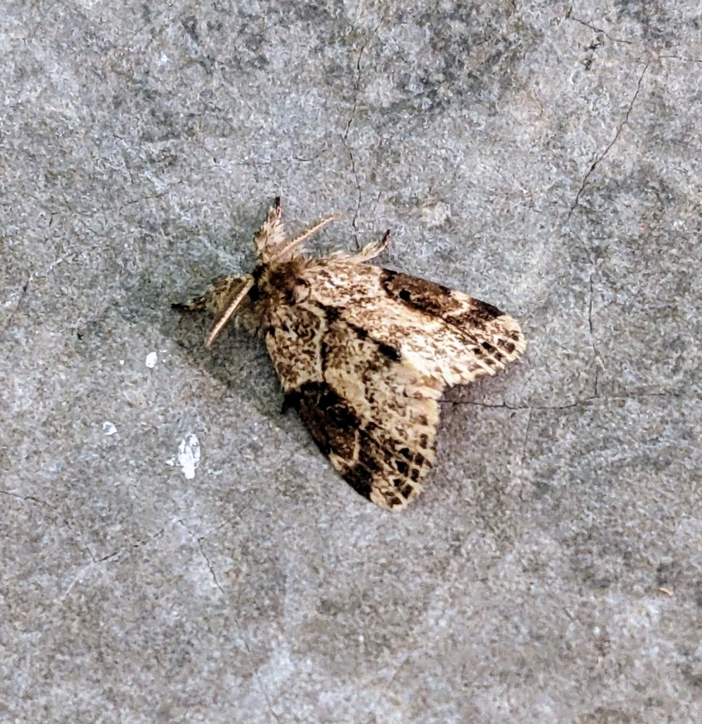 Lacida biplagata