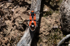 Melanerythrus mactans