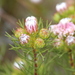 Strawberry Spiderhead - Photo (c) Noeleen du Toit, some rights reserved (CC BY-SA), uploaded by Noeleen du Toit