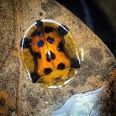 Aspidimorpha westwoodi