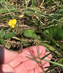 Crotalaria rotundifolia
