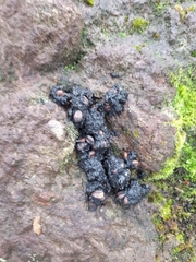 Ursus thibetanus japonicus