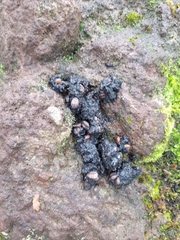 Ursus thibetanus japonicus