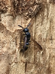 Symmorphus canadensis