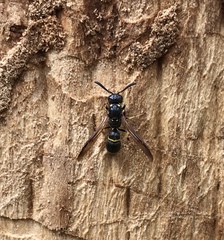 Symmorphus canadensis