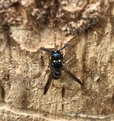 Symmorphus canadensis