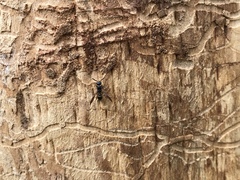 Symmorphus canadensis