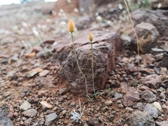 Ornithogalum rupestre