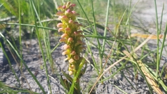 Disa pygmaea