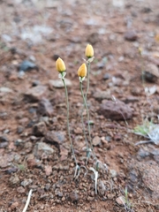 Ornithogalum rupestre