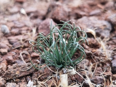 Drimia multifolia