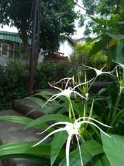 Hymenocallis speciosa