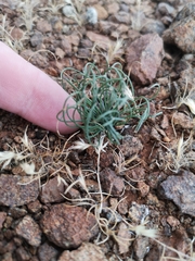 Drimia multifolia