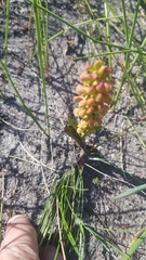 Disa pygmaea