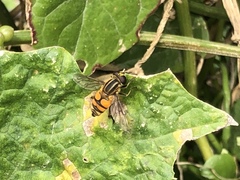 Mesembrius peregrinus