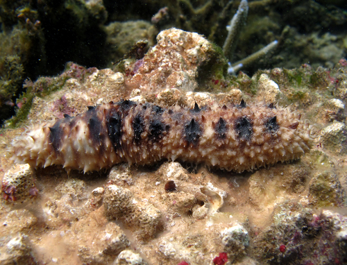 Holothuria verrucosa