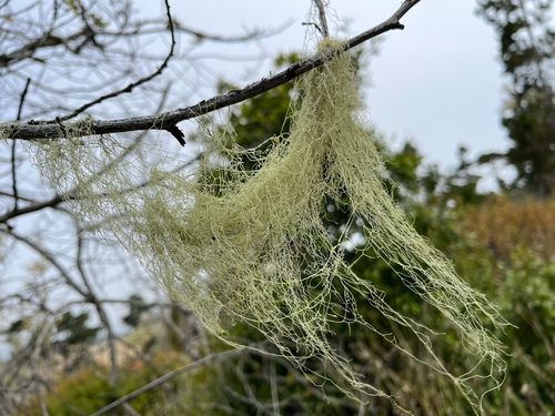 iNaturalist observation photo of lace lichen