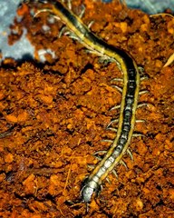 Scolopendra laeta