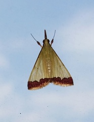 Crambidae