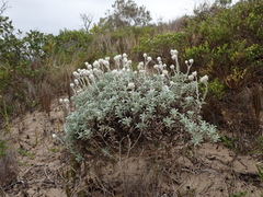 Achyranthemum argenteum