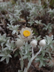 Achyranthemum argenteum
