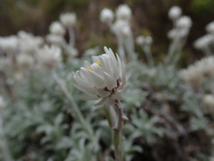 Achyranthemum argenteum