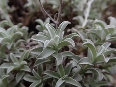 Achyranthemum argenteum