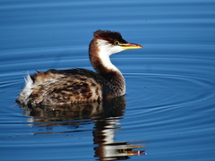 Titicaca Grebe photo 2