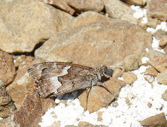 Hipparchia cypriensis