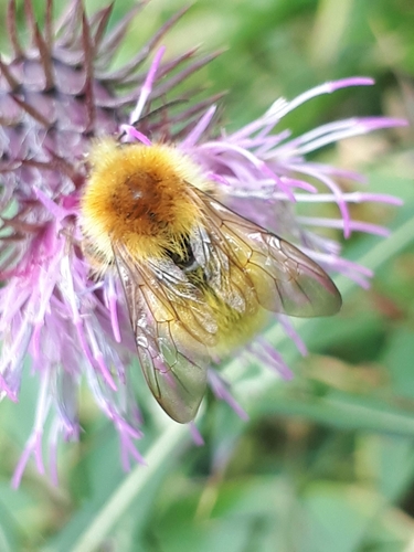 Bombus honshuensis