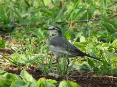 Motacilla alba lugens