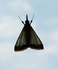 Crambidae