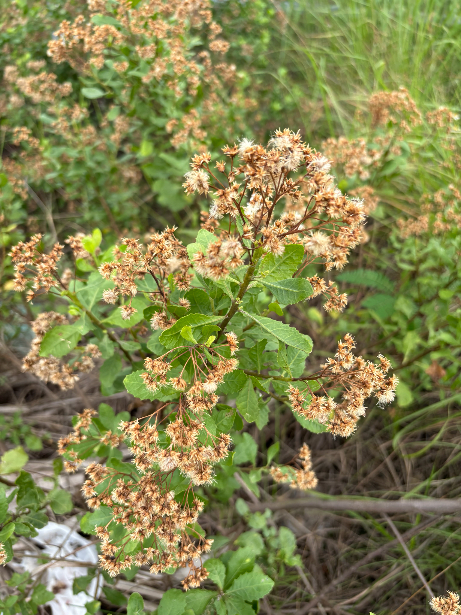 Cúc tần — ảnh 2