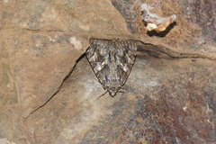 Catocala dilecta