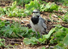 Motacilla alba lugens