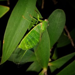 Chlorocysta vitripennis