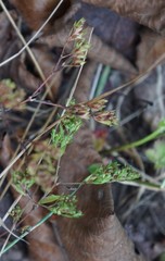 Paronychia fastigiata