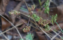 Paronychia fastigiata