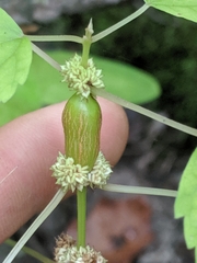Neolasioptera boehmeriae
