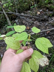 Neolasioptera boehmeriae